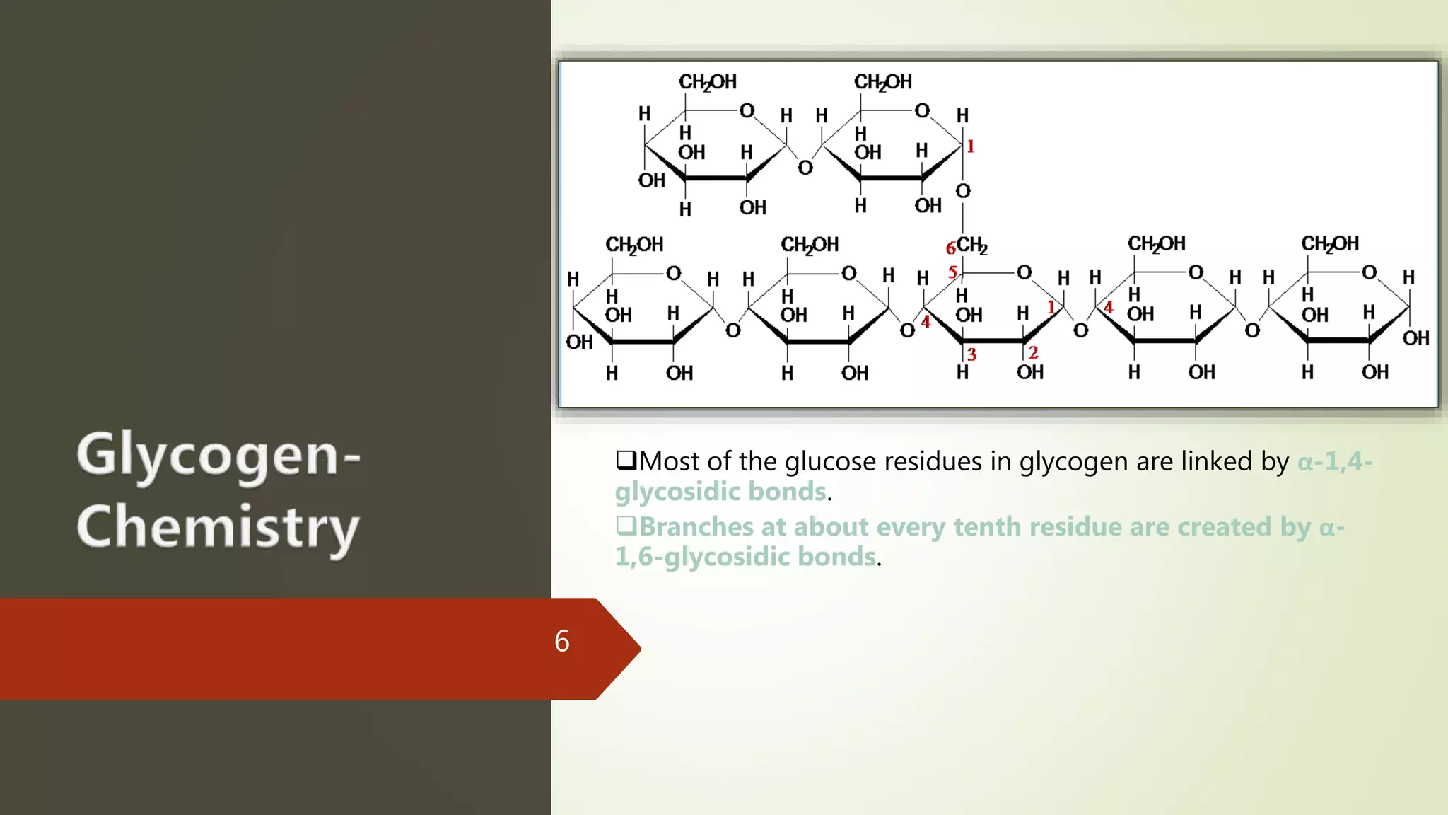 6
Most of the glucose residues in glycogen are linked by α-1,4-
glycosidic bonds.
Branches at about every tenth residue are created by α-
1,6-glycosidic bonds.
 