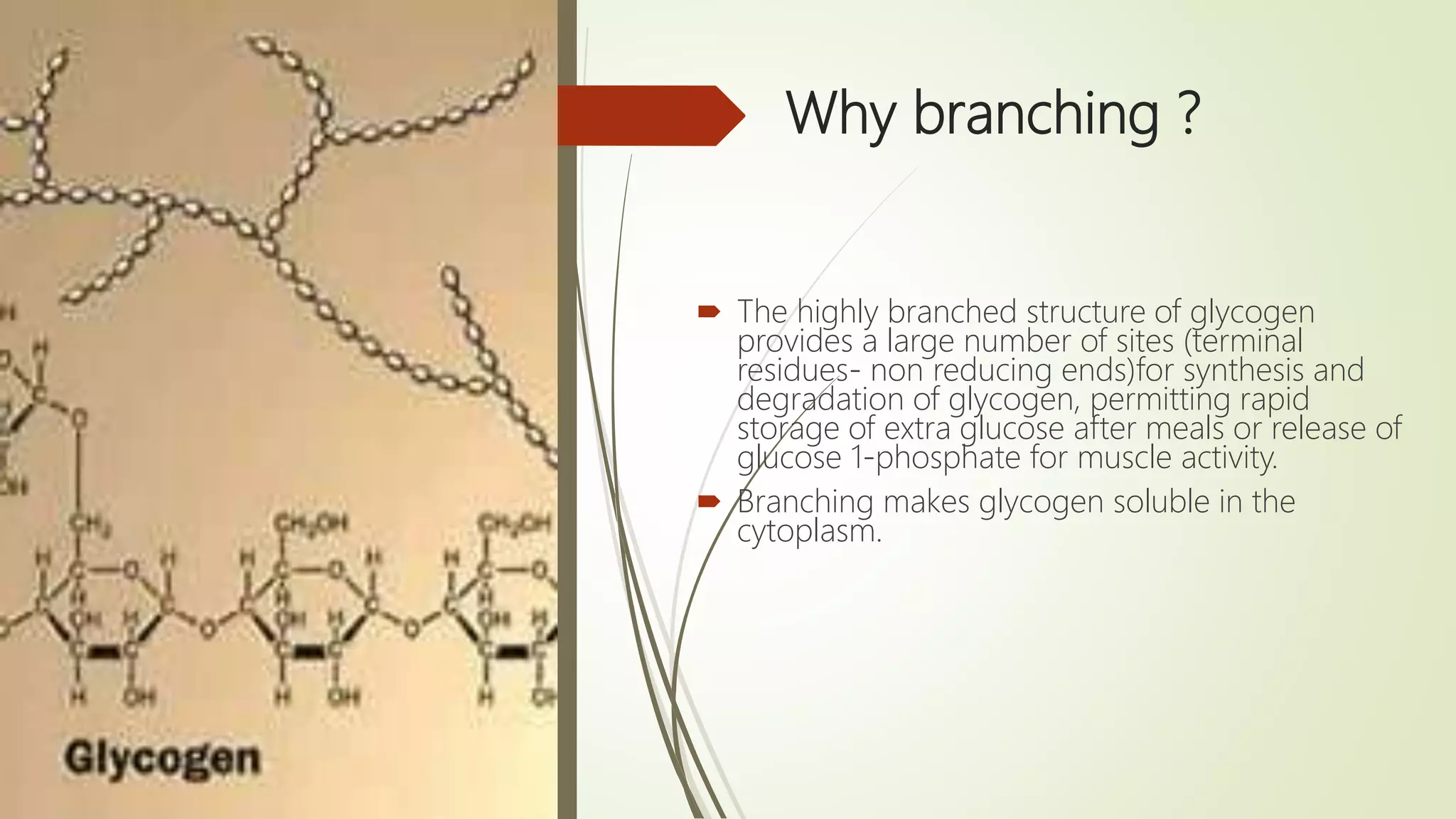 Why branching ?
 The highly branched structure of glycogen
provides a large number of sites (terminal
residues- non reducing ends)for synthesis and
degradation of glycogen, permitting rapid
storage of extra glucose after meals or release of
glucose 1-phosphate for muscle activity.
 Branching makes glycogen soluble in the
cytoplasm.
 