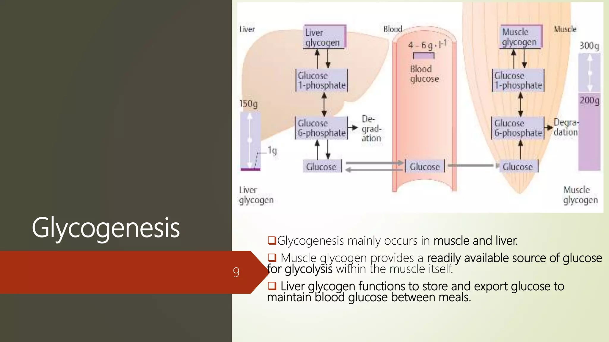 Glycogenesis
9
Glycogenesis mainly occurs in muscle and liver.
 Muscle glycogen provides a readily available source of glucose
for glycolysis within the muscle itself.
 Liver glycogen functions to store and export glucose to
maintain blood glucose between meals.
 