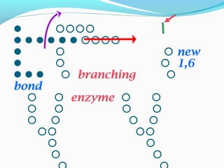  

   new
   1,6
  branching 
bond
  enzyme  
   
   
 
 
 
 