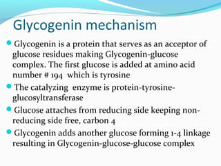 Glycogenin mechanism
Glycogenin is a protein that serves as an acceptor of
glucose residues making Glycogenin-glucose
complex. The first glucose is added at amino acid
number # 194 which is tyrosine
The catalyzing enzyme is protein-tyrosine-
glucosyltransferase
Glucose attaches from reducing side keeping non-
reducing side free, carbon 4
Glycogenin adds another glucose forming 1-4 linkage
resulting in Glycogenin-glucose-glucose complex
 