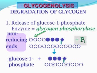 -- GLYCOGENOLYSISGLYCOGENOLYSIS--
DEGRADATION OF GLYCOGEN
1. Release of glucose-1-phosphate
Enzyme = glycogen phosphorylase
non-
reducing  + PPii
ends 
glucose-1- + 
phosphate 
 