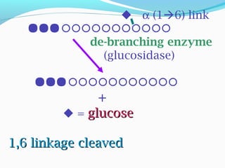  α (16) link

de-branching enzyme
(glucosidase)

+
 = glucoseglucose
1,6 linkage cleaved1,6 linkage cleaved
 