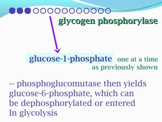 
glycogen phosphorylaseglycogen phosphorylase
glucose-1-phosphate one at a time
as previously shown
-- phosphoglucomutase then yields
glucose-6-phosphate, which can
be dephosphorylated or entered
In glycolysis
 