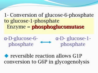 1- Conversion of glucose-6-phosphate
to glucose-1-phosphate
Enzyme = phosphoglucomutasephosphoglucomutase
-D-glucose-6- -D- glucose-1-α α
phosphate phosphate
 reversible reaction allows G1P
conversion to G6P in glycogenolysis
 