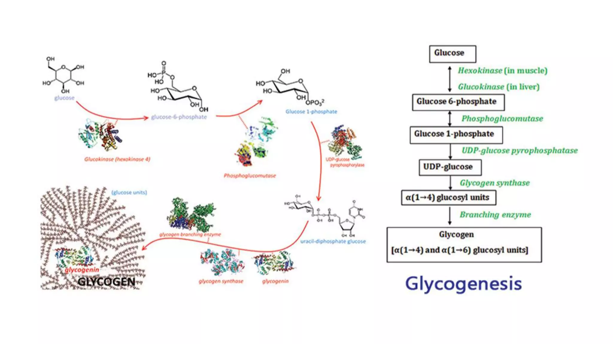 Unlocking the Secrets of Carbohydrate Metabolism: Gluconeogenesis,  Glycogenesis, Glycogenolysis, and Glycolysis\, image size:2048x1152