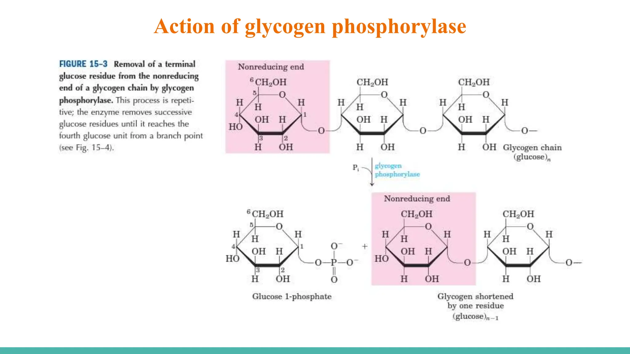 Action of glycogen phosphorylase
 