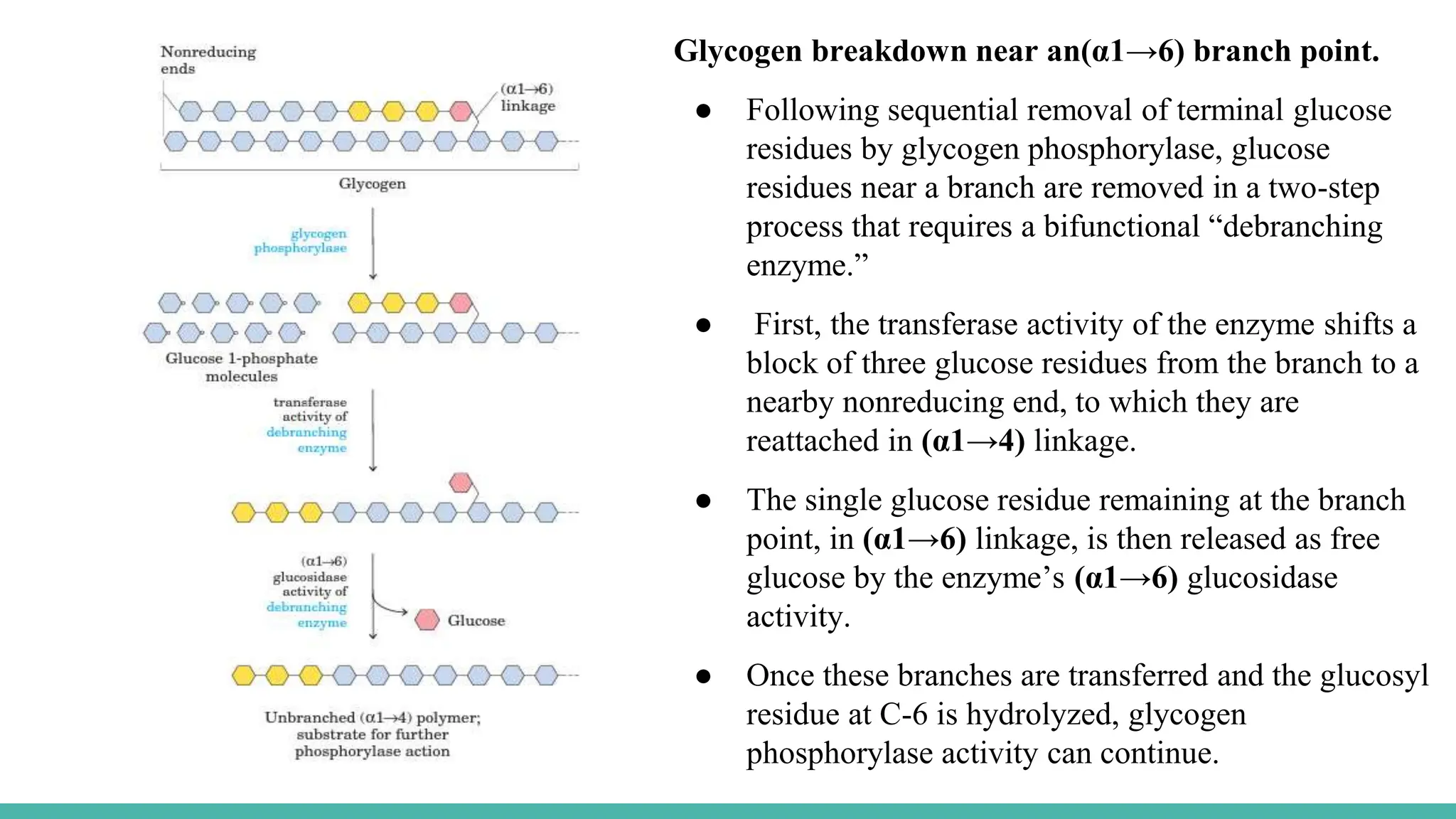 Glycogen breakdown near an(α1→6) branch point.
● Following sequential removal of terminal glucose
residues by glycogen phosphorylase, glucose
residues near a branch are removed in a two-step
process that requires a bifunctional “debranching
enzyme.”
● First, the transferase activity of the enzyme shifts a
block of three glucose residues from the branch to a
nearby nonreducing end, to which they are
reattached in (α1→4) linkage.
● The single glucose residue remaining at the branch
point, in (α1→6) linkage, is then released as free
glucose by the enzyme’s (α1→6) glucosidase
activity.
● Once these branches are transferred and the glucosyl
residue at C-6 is hydrolyzed, glycogen
phosphorylase activity can continue.
 