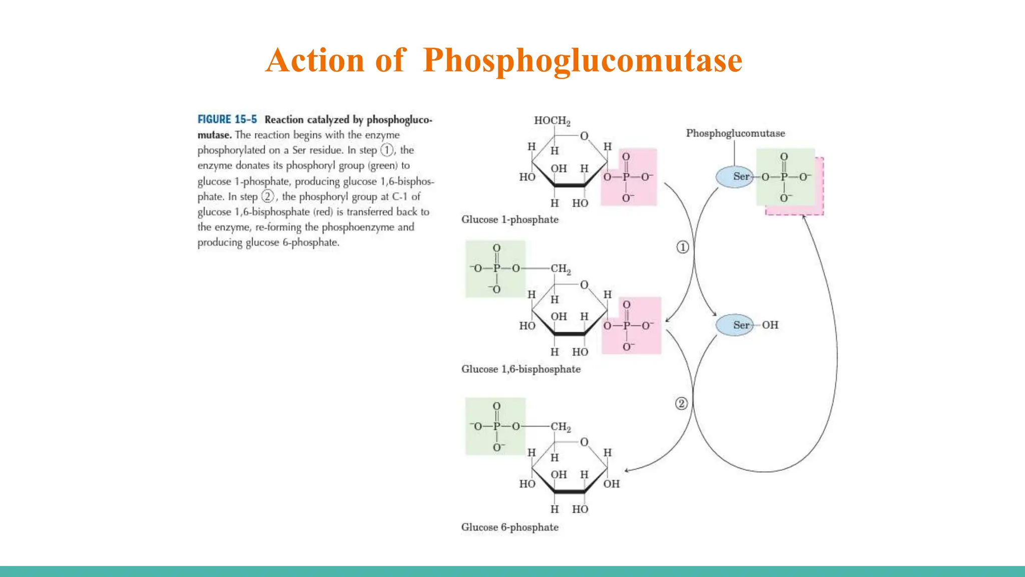Action of Phosphoglucomutase
 