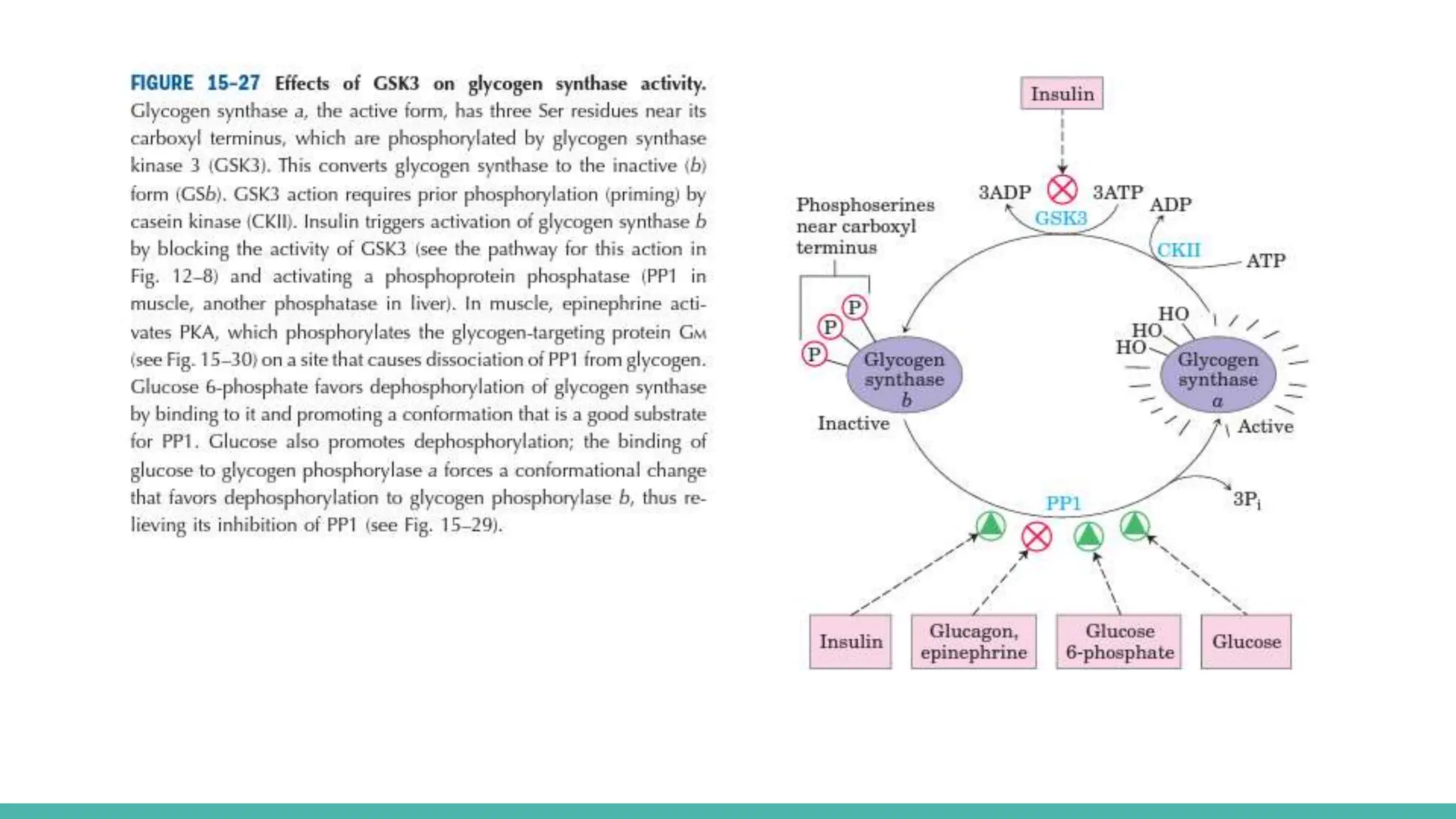 Glycogenesis and glycogenolysis pathways