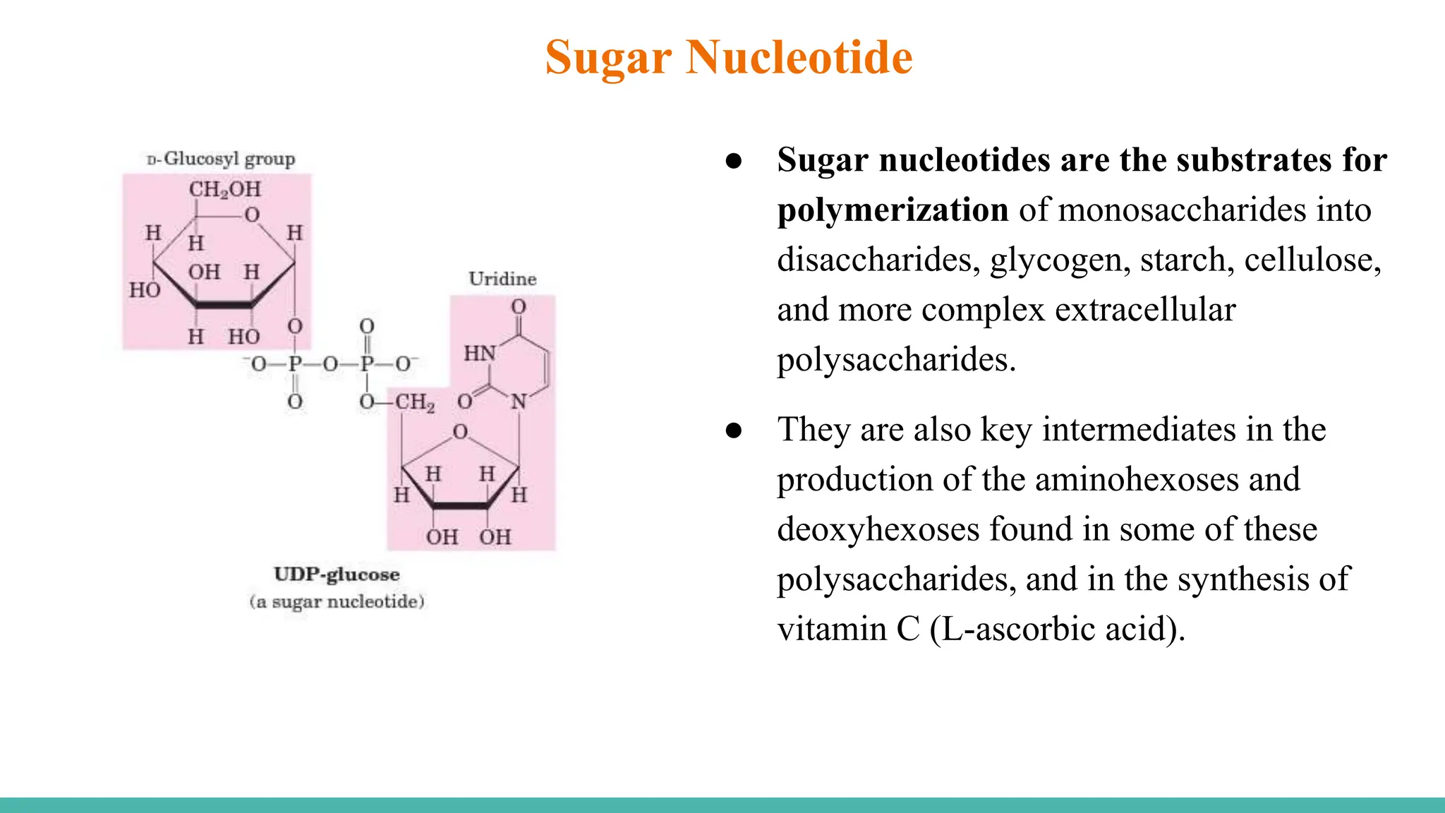 ● Sugar nucleotides are the substrates for
polymerization of monosaccharides into
disaccharides, glycogen, starch, cellulose,
and more complex extracellular
polysaccharides.
● They are also key intermediates in the
production of the aminohexoses and
deoxyhexoses found in some of these
polysaccharides, and in the synthesis of
vitamin C (L-ascorbic acid).
Sugar Nucleotide
 
