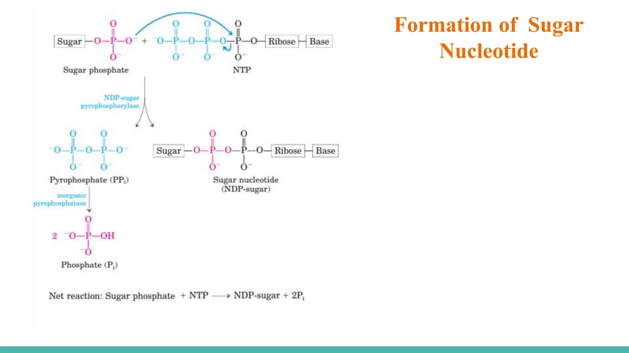 Formation of Sugar
Nucleotide
 