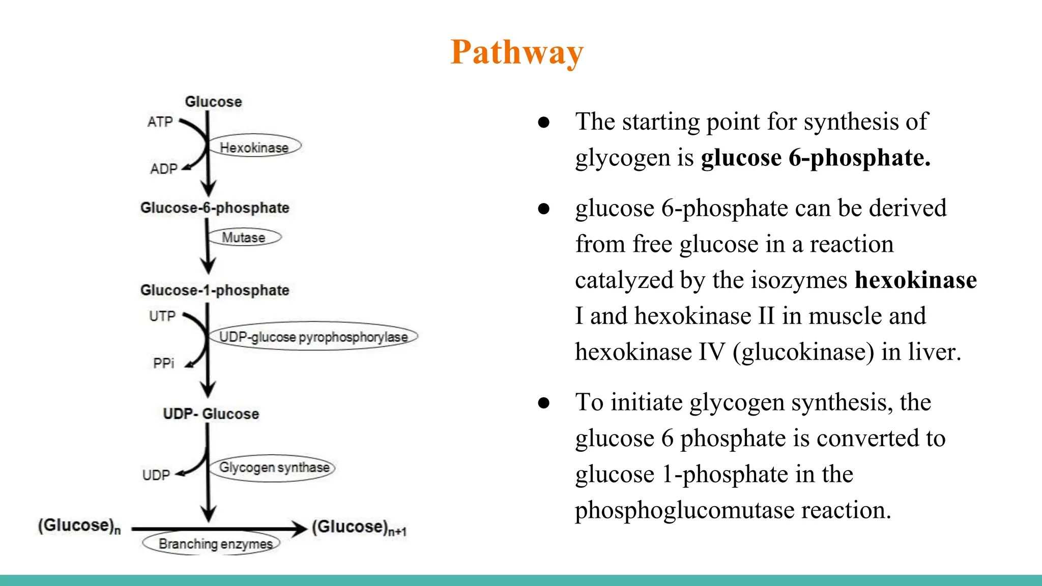 ● The starting point for synthesis of
glycogen is glucose 6-phosphate.
● glucose 6-phosphate can be derived
from free glucose in a reaction
catalyzed by the isozymes hexokinase
I and hexokinase II in muscle and
hexokinase IV (glucokinase) in liver.
● To initiate glycogen synthesis, the
glucose 6 phosphate is converted to
glucose 1-phosphate in the
phosphoglucomutase reaction.
Pathway
 