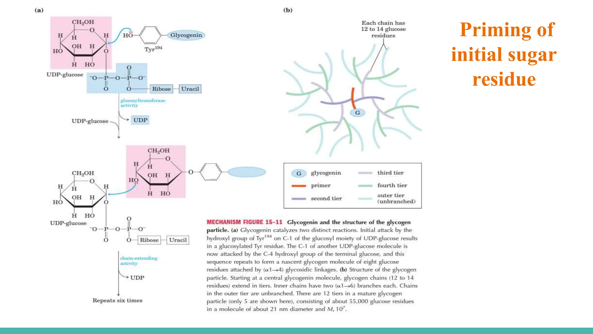 Priming of
initial sugar
residue
 
