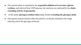 ● The nascent chain is extended by the sequential addition of seven more glucose
residues, each derived from UDP-glucose; the reactions are catalyzed by the chain-
extending activity of glycogenin.
● At this point, glycogen synthase takes over, further extending the glycogen chain.
● Glycogenin remains buried within the particle, covalently attached to the single
reducing end of the glycogen molecule.
 