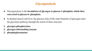 ● Glycogenolysis is the breakdown of glycogen to glucose-1 phosphate which then
converted to glucose-6- phosphate.
● In skeletal muscle and liver, the glucose units of the outer branches of glycogen enter
the glycolytic pathway through the action of three enzymes:
1. glycogen phosphorylase
2. glycogen debranching enzyme
3. phosphoglucomutase
Glycogenolysis
 