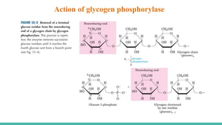 Action of glycogen phosphorylase
 