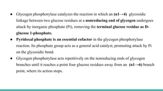 ● Glycogen phosphorylase catalyzes the reaction in which an (α1→4) glycosidic
linkage between two glucose residues at a nonreducing end of glycogen undergoes
attack by inorganic phosphate (Pi), removing the terminal glucose residue as D-
glucose 1-phosphate.
● Pyridoxal phosphate is an essential cofactor in the glycogen phosphorylase
reaction. Its phosphate group acts as a general acid catalyst, promoting attack by Pi
on the glycosidic bond.
● Glycogen phosphorylase acts repetitively on the nonreducing ends of glycogen
branches until it reaches a point four glucose residues away from an (α1→6) branch
point, where its action stops.
 