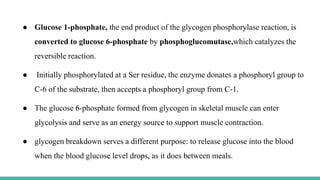 ● Glucose 1-phosphate, the end product of the glycogen phosphorylase reaction, is
converted to glucose 6-phosphate by phosphoglucomutase,which catalyzes the
reversible reaction.
● Initially phosphorylated at a Ser residue, the enzyme donates a phosphoryl group to
C-6 of the substrate, then accepts a phosphoryl group from C-1.
● The glucose 6-phosphate formed from glycogen in skeletal muscle can enter
glycolysis and serve as an energy source to support muscle contraction.
● glycogen breakdown serves a different purpose: to release glucose into the blood
when the blood glucose level drops, as it does between meals.
 