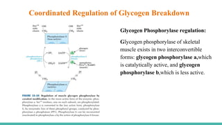 Glycogen Phosphorylase regulation:
Glycogen phosphorylase of skeletal
muscle exists in two interconvertible
forms: glycogen phosphorylase a,which
is catalytically active, and glycogen
phosphorylase b,which is less active.
Coordinated Regulation of Glycogen Breakdown
 