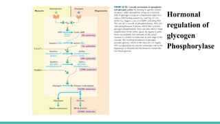 Hormonal
regulation of
glycogen
Phosphorylase
 