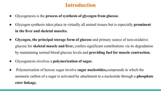 Introduction
● Glycogenesis is the process of synthesis of glycogen from glucose.
● Glycogen synthesis takes place in virtually all animal tissues but is especially prominent
in the liver and skeletal muscles.
● Glycogen, the principal storage form of glucose and primary source of non-oxidative
glucose for skeletal muscle and liver, confers significant contributions via its degradation
by maintaining normal blood glucose levels and providing fuel for muscle contraction.
● Glycogenesis involves a polymerization of sugar.
● Polymerization of hexose sugar involve sugar nucleotides,compounds in which the
anomeric carbon of a sugar is activated by attachment to a nucleotide through a phosphate
ester linkage.
 