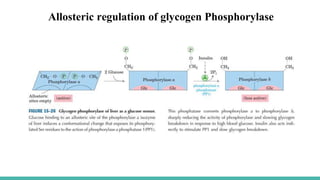 Allosteric regulation of glycogen Phosphorylase
 