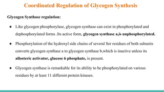 Glycogen Synthase regulation:
● Like glycogen phosphorylase, glycogen synthase can exist in phosphorylated and
dephosphorylated forms .Its active form, glycogen synthase a,is unphosphorylated.
● Phosphorylation of the hydroxyl side chains of several Ser residues of both subunits
converts glycogen synthase a to glycogen synthase b,which is inactive unless its
allosteric activator, glucose 6 phosphate, is present.
● Glycogen synthase is remarkable for its ability to be phosphorylated on various
residues by at least 11 different protein kinases.
Coordinated Regulation of Glycogen Synthesis
 