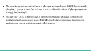 ● The most important regulatory kinase is glycogen synthase kinase 3 (GSK3),which adds
phosphoryl groups to three Ser residues near the carboxyl terminus of glycogen synthase,
strongly inactivating it.
● The action of GSK3 is hierarchical; it cannot phosphorylate glycogen synthase until
another protein kinase, casein kinase II (CKII), has first phosphorylated the glycogen
synthase on a nearby residue, an event called priming
 