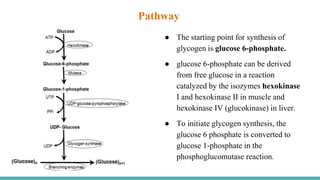● The starting point for synthesis of
glycogen is glucose 6-phosphate.
● glucose 6-phosphate can be derived
from free glucose in a reaction
catalyzed by the isozymes hexokinase
I and hexokinase II in muscle and
hexokinase IV (glucokinase) in liver.
● To initiate glycogen synthesis, the
glucose 6 phosphate is converted to
glucose 1-phosphate in the
phosphoglucomutase reaction.
Pathway
 
