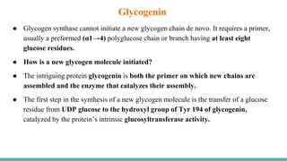 ● Glycogen synthase cannot initiate a new glycogen chain de novo. It requires a primer,
usually a preformed (α1→4) polyglucose chain or branch having at least eight
glucose residues.
● How is a new glycogen molecule initiated?
● The intriguing protein glycogenin is both the primer on which new chains are
assembled and the enzyme that catalyzes their assembly.
● The first step in the synthesis of a new glycogen molecule is the transfer of a glucose
residue from UDP glucose to the hydroxyl group of Tyr 194 of glycogenin,
catalyzed by the protein’s intrinsic glucosyltransferase activity.
Glycogenin
 