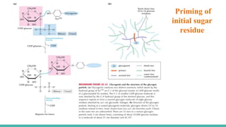 Priming of
initial sugar
residue
 
