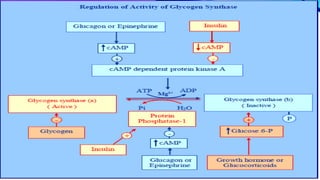 Glycogen & gluconeogenesis 2020 | PPTX