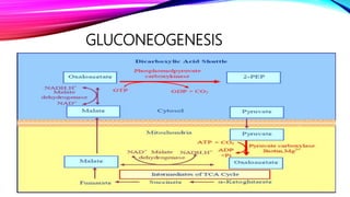 Glycogen & gluconeogenesis 2020 | PPTX