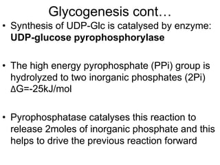 Glycogenesis cont…
• Synthesis of UDP-Glc is catalysed by enzyme:
UDP-glucose pyrophosphorylase
• The high energy pyrophosphate (PPi) group is
hydrolyzed to two inorganic phosphates (2Pi)
ΔG=-25kJ/mol
• Pyrophosphatase catalyses this reaction to
release 2moles of inorganic phosphate and this
helps to drive the previous reaction forward
 
