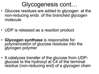 Glycogenesis cont…
• Glucose residues are added to glycogen at the
non-reducing ends of the branched glycogen
molecule
• UDP is released as a reaction product
• Glycogen synthase is responsible for
polymerization of glucose residues into the
glycogen polymer
• It catalyzes transfer of the glucose from UDP-
glucose to the hydroxyl at C4 of the terminal
residue (non-reducing end) of a glycogen chain
 