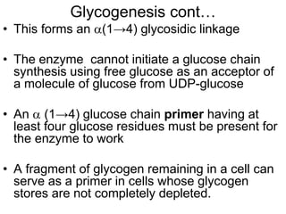 Glycogenesis cont…
• This forms an (1→4) glycosidic linkage
• The enzyme cannot initiate a glucose chain
synthesis using free glucose as an acceptor of
a molecule of glucose from UDP-glucose
• An  (1→4) glucose chain primer having at
least four glucose residues must be present for
the enzyme to work
• A fragment of glycogen remaining in a cell can
serve as a primer in cells whose glycogen
stores are not completely depleted.
 