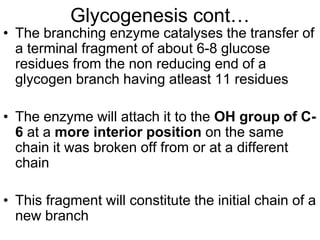 Glycogenesis cont…
• The branching enzyme catalyses the transfer of
a terminal fragment of about 6-8 glucose
residues from the non reducing end of a
glycogen branch having atleast 11 residues
• The enzyme will attach it to the OH group of C-
6 at a more interior position on the same
chain it was broken off from or at a different
chain
• This fragment will constitute the initial chain of a
new branch
 
