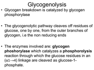 Glycogenolysis
• Glycogen breakdown is catalyzed by glycogen
phosphorylase
• The glycogenolytic pathway cleaves off residues of
glucose, one by one, from the outer branches of
glycogen, i.e the non reducing ends
• The enzymes involved are: glycogen
phoshorylase which catalyzes a phosphorolysis
reaction through which the glucose residues in an
(α1→4) linkage are cleaved as glucose-1-
phosphate.
 