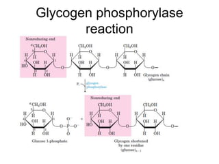 Glycogen phosphorylase
reaction
 