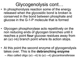 Glycogenolysis cont…
• In phosphorolysis reaction some of the energy
released when the glycosidic bond is broken is
conserved in the bond between phosphate and
glucose in the G-1-P molecule that is formed
• Glycogen phosphorylase acts repetitively on the
non reducing ends of glycogen branches until it
reaches a point four glucose residues away from
an (α1→6) branch point where its action stops.
• At this point the second enzyme of glycogenolysis
takes over. This is the debranching enzyme
– Also called oligo (α1→6) to (α1→4) glucantransferase
 