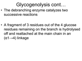 Glycogenolysis cont…
• The debranching enzyme catalyzes two
successive reactions
• A fragment of 3 residues out of the 4 glucose
residues remaining on the branch is hydrolysed
off and reattached at the main chain in an
(α1→4) linkage
 