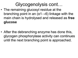 Glycogenolysis cont…
• The remaining glucosyl residue at the
branching point in an (α1→6) linkage with the
main chain is hydrolysed and released as free
glucose
• After the debranching enzyme has done this,
glycogen phosphorylase activity can continues
until the next branching point is approached.
 