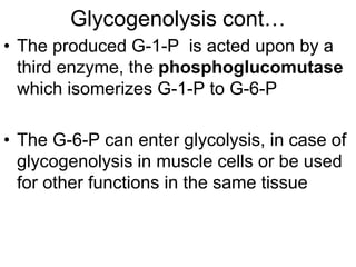 Glycogenolysis cont…
• The produced G-1-P is acted upon by a
third enzyme, the phosphoglucomutase
which isomerizes G-1-P to G-6-P
• The G-6-P can enter glycolysis, in case of
glycogenolysis in muscle cells or be used
for other functions in the same tissue
 
