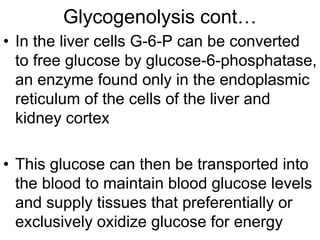 Glycogenolysis cont…
• In the liver cells G-6-P can be converted
to free glucose by glucose-6-phosphatase,
an enzyme found only in the endoplasmic
reticulum of the cells of the liver and
kidney cortex
• This glucose can then be transported into
the blood to maintain blood glucose levels
and supply tissues that preferentially or
exclusively oxidize glucose for energy
 