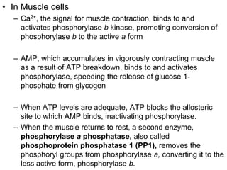 • In Muscle cells
– Ca2+, the signal for muscle contraction, binds to and
activates phosphorylase b kinase, promoting conversion of
phosphorylase b to the active a form
– AMP, which accumulates in vigorously contracting muscle
as a result of ATP breakdown, binds to and activates
phosphorylase, speeding the release of glucose 1-
phosphate from glycogen
– When ATP levels are adequate, ATP blocks the allosteric
site to which AMP binds, inactivating phosphorylase.
– When the muscle returns to rest, a second enzyme,
phosphorylase a phosphatase, also called
phosphoprotein phosphatase 1 (PP1), removes the
phosphoryl groups from phosphorylase a, converting it to the
less active form, phosphorylase b.
 