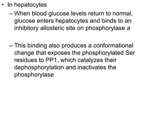 • In hepatocytes
– When blood glucose levels return to normal,
glucose enters hepatocytes and binds to an
inhibitory allosteric site on phosphorylase a
– This binding also produces a conformational
change that exposes the phosphorylated Ser
residues to PP1, which catalyzes their
dephosphorylation and inactivates the
phosphorylase
 
