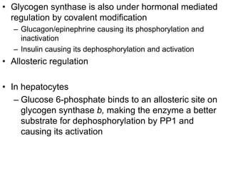• Glycogen synthase is also under hormonal mediated
regulation by covalent modification
– Glucagon/epinephrine causing its phosphorylation and
inactivation
– Insulin causing its dephosphorylation and activation
• Allosteric regulation
• In hepatocytes
– Glucose 6-phosphate binds to an allosteric site on
glycogen synthase b, making the enzyme a better
substrate for dephosphorylation by PP1 and
causing its activation
 