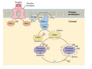 Glycogen Metabolism-1.ppt