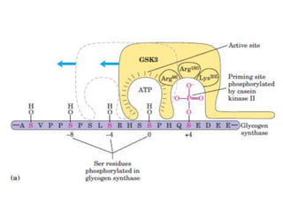 Glycogen Metabolism-1.ppt